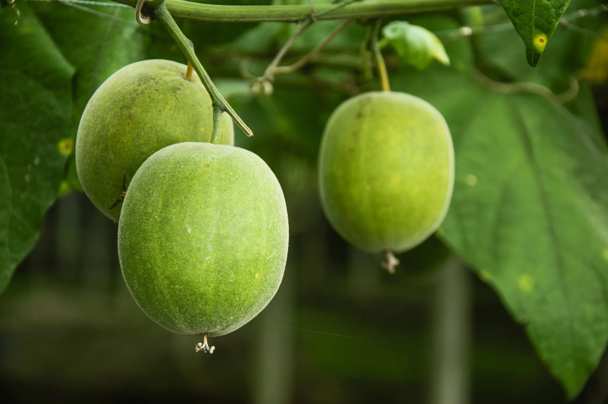 Monk Fruit